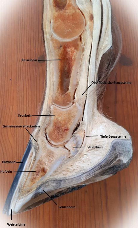Die Zehenknochen eines Pferdes auf einen Blick