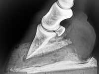 Röntgenbild eines Rehepferdes mit Rotation des Hufbeins