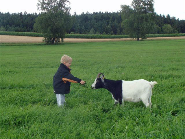 Auf die Kinder warten Ziegen, Kühe, Katzen 