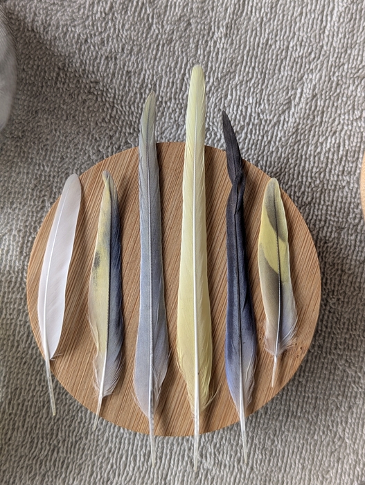 Mauserzeit im Wellihäusle