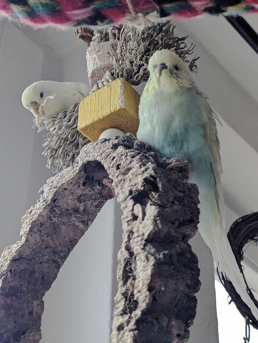 Tapfere Flauschis