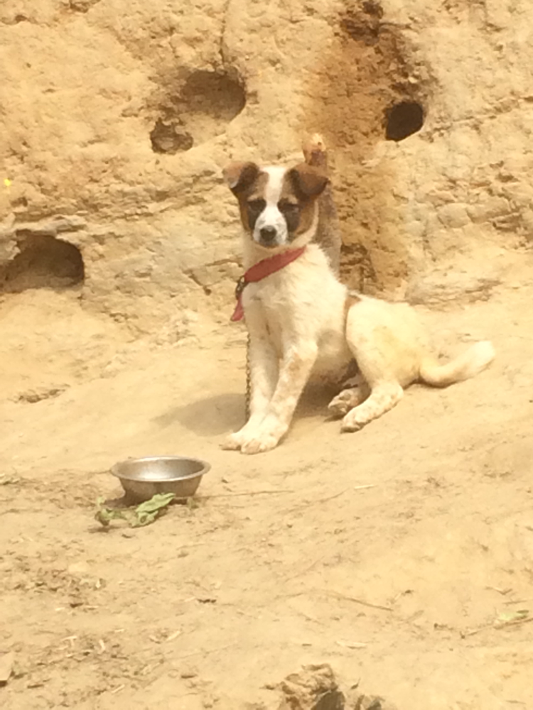 Viele viele Hunde leben auf Nepal's Straßen. Nachdem mir drei kleine Welpen in der Nähe unseres Guesthouses die Hand beknabbert hatten, habe ich diesen kleinen Strolch angekettet neben einer Hütte gesehen.