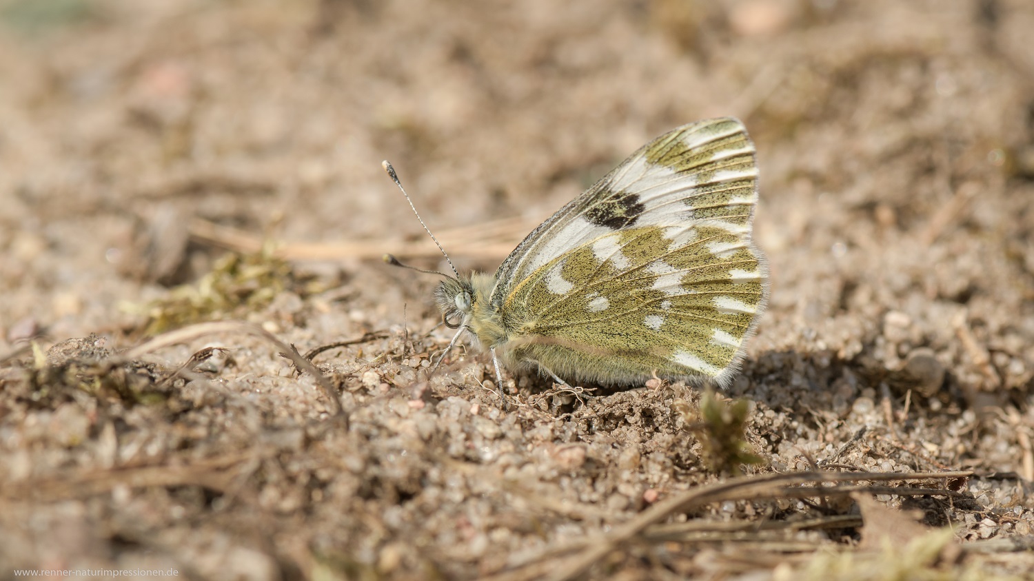 Resedaweißling, Land Brandenburg April 2020