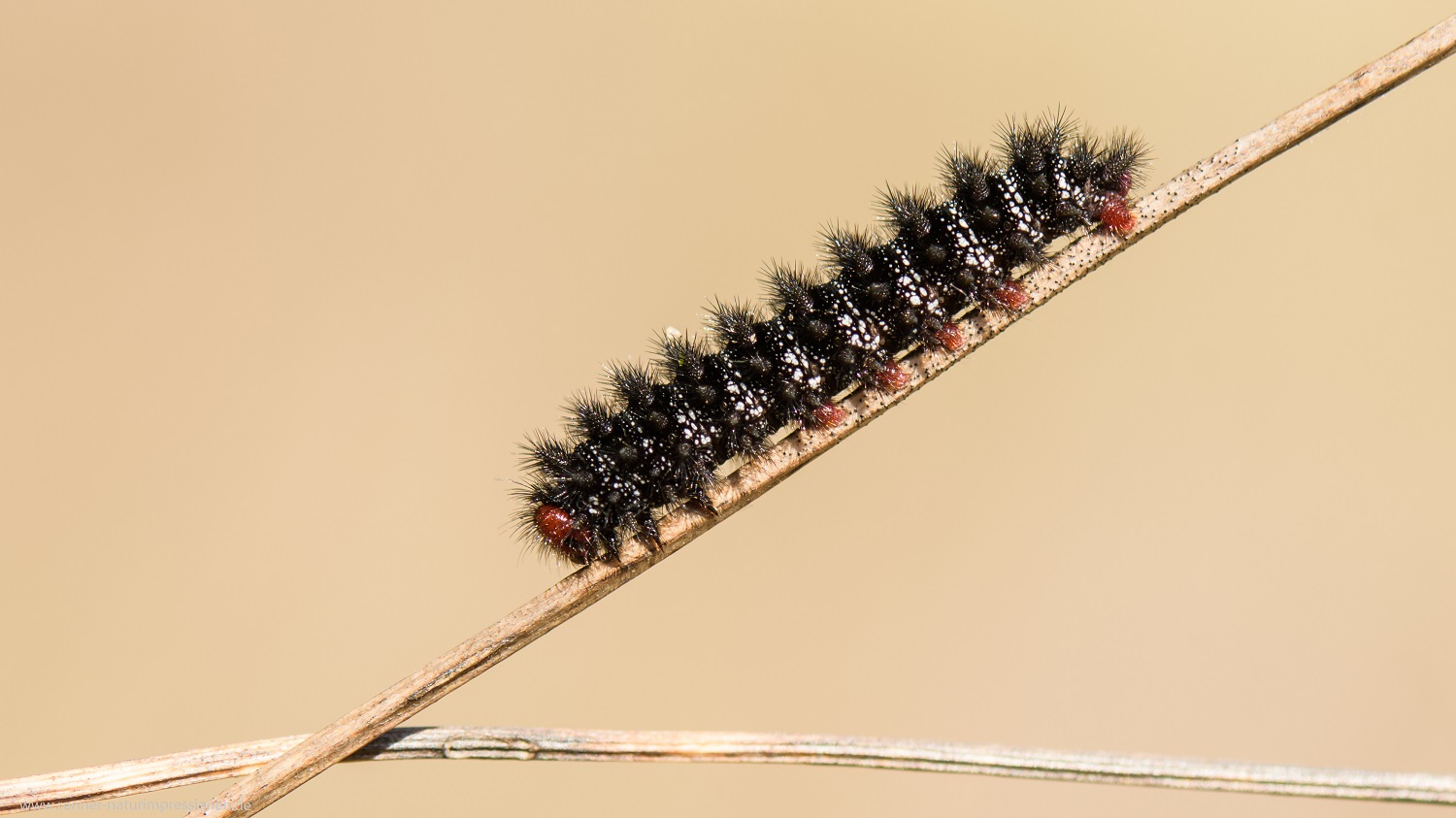 Raupe vom Wegerich-Scheckenfalter, Land Brandenburg  April 2020