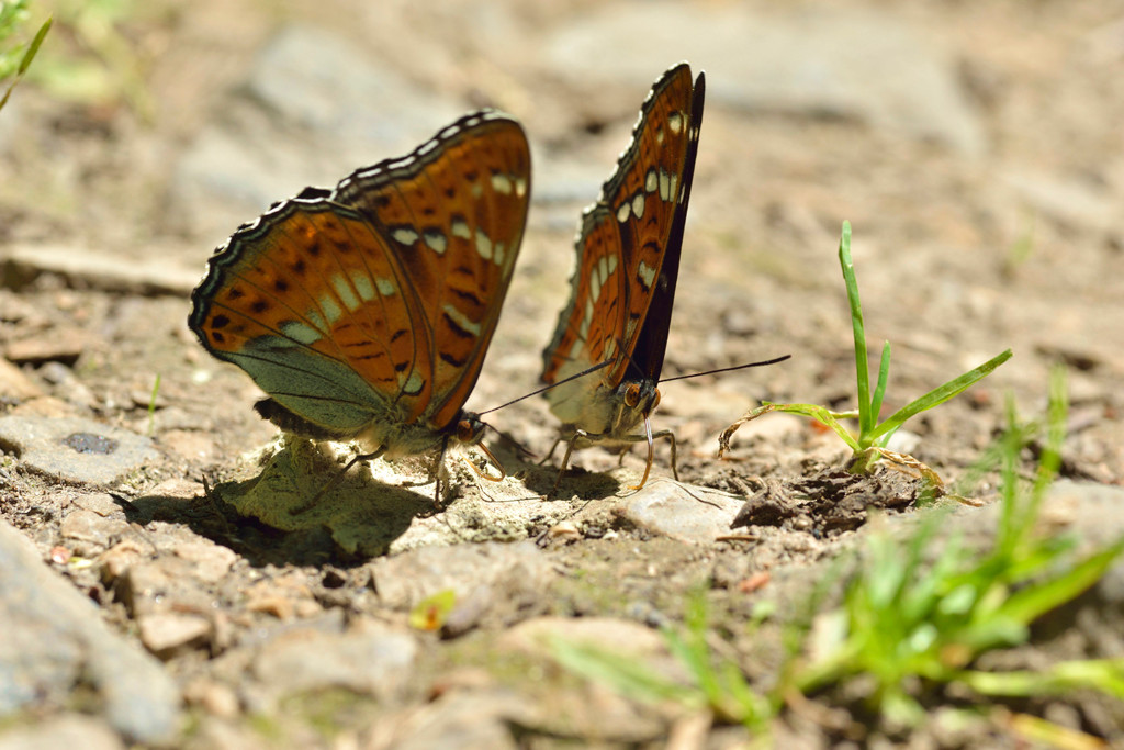  Thüringen 07.06.2014, Limenitis populi