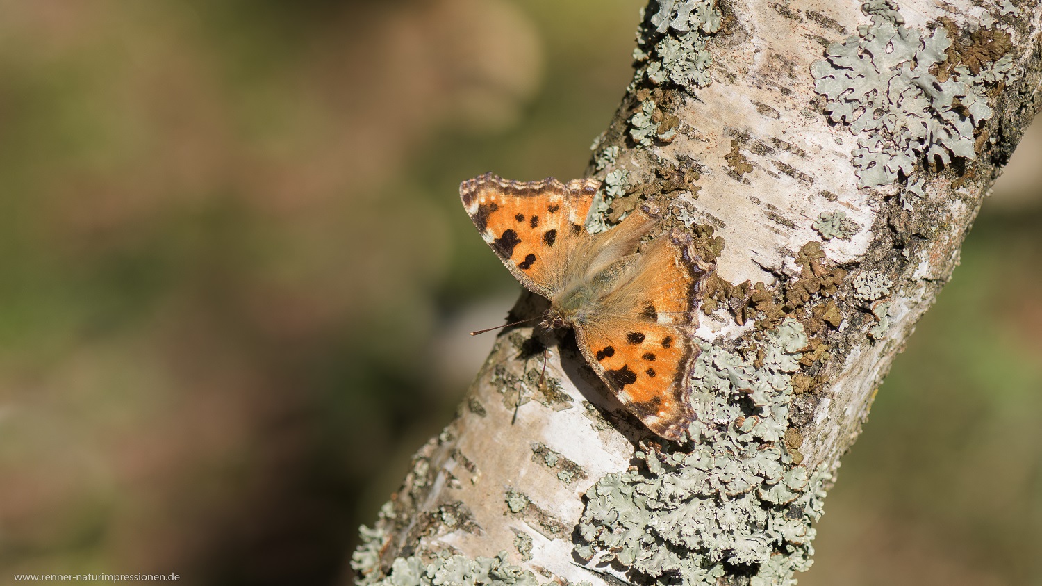 Großer Fuchs, Land Brandenburg April 2020