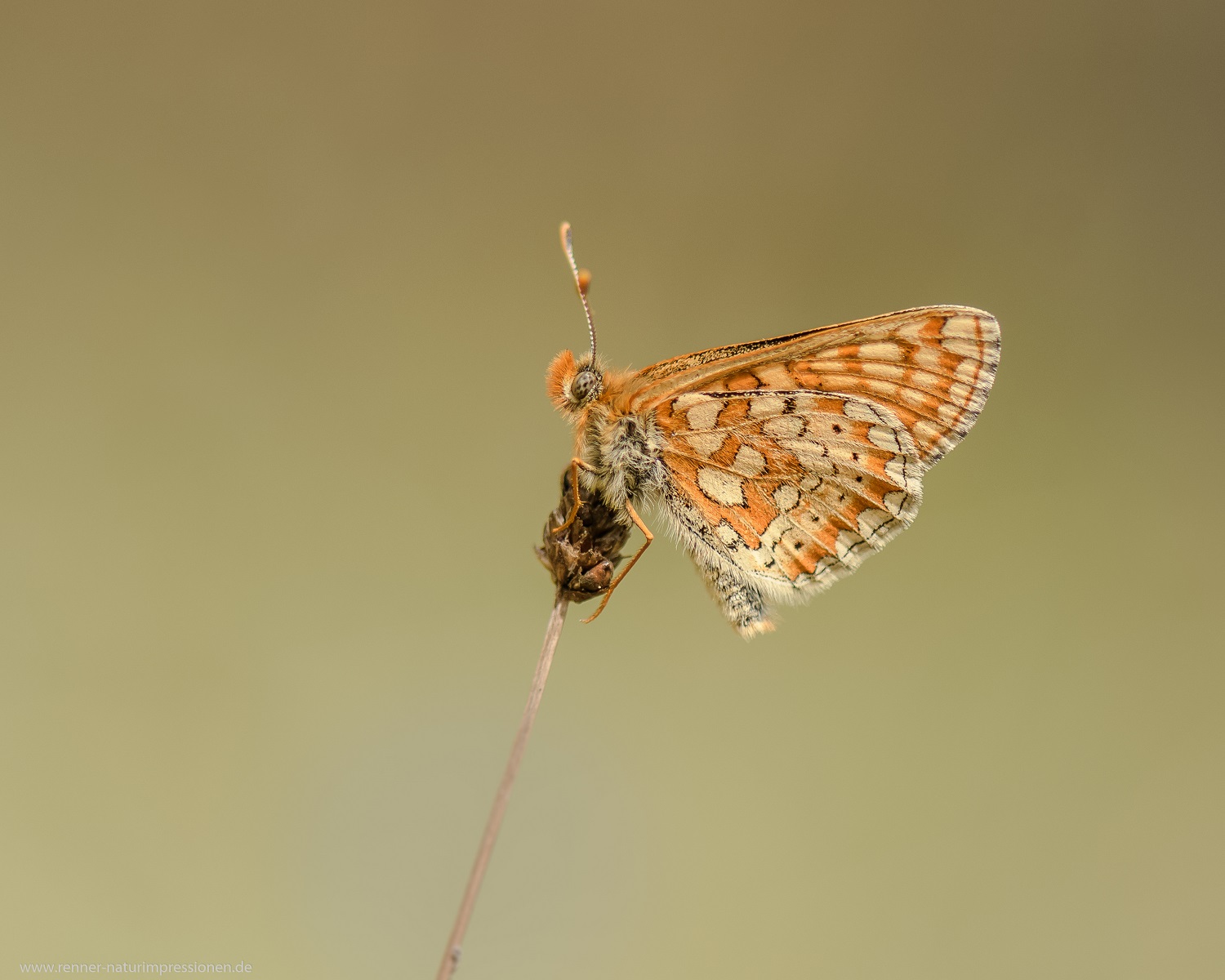 Goldener-Scheckenfalter, Land Brandenburg Mai 2020 