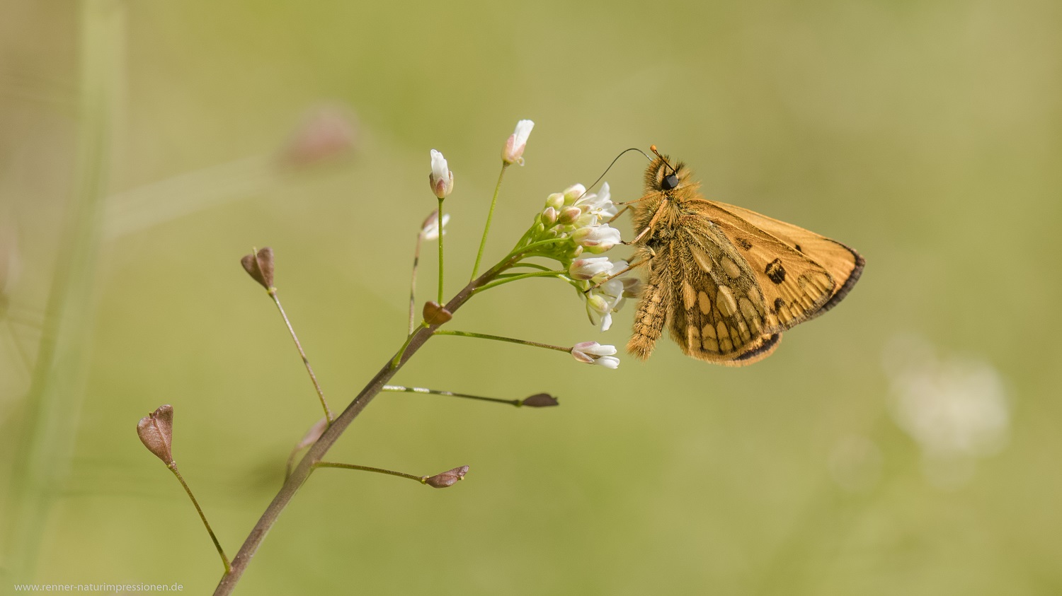 Gold-Dickkopffalter, Land Brandenburg Mai 2020