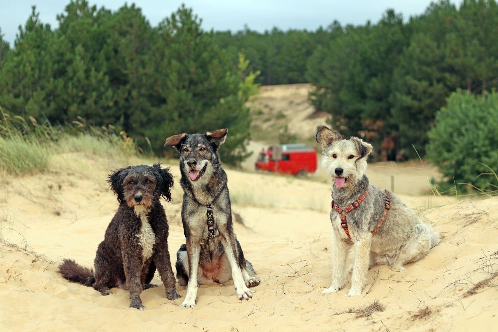 Nella, Mila und Wenzel in der Wüste