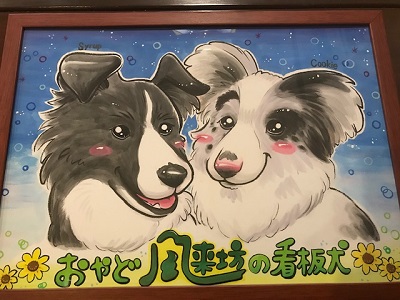 おやど風来坊の看板犬ボーダーコリーシロップ＆クッキー