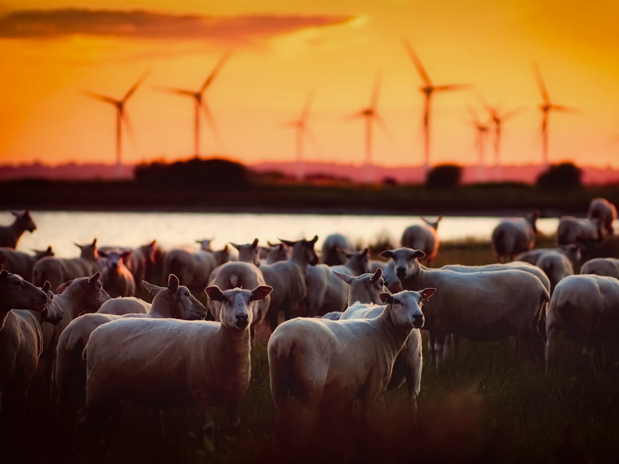 Wie Dänemark der Klimakrise trotzt - und deshalb heute weiter ist