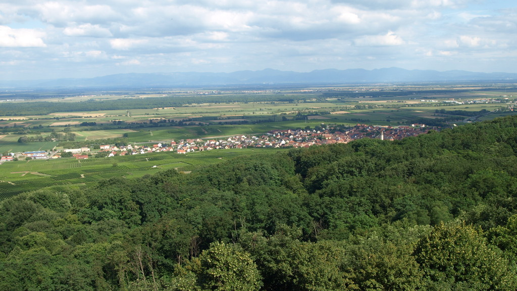 Vue sur la paline, Pfaffenheim et la Forêt Noire