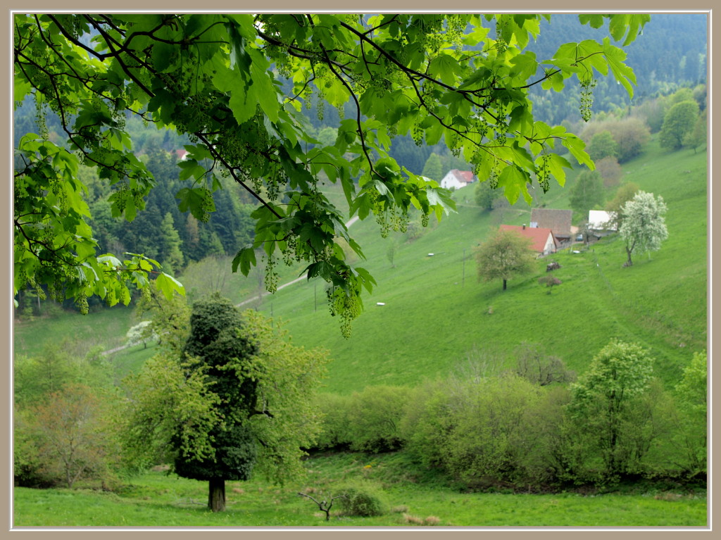 Wasserbourg au printemps