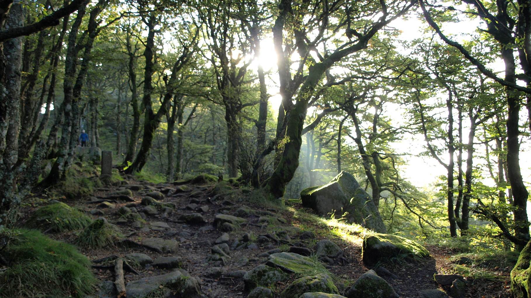 Sur le GR 5 en provenance de La Schlucht