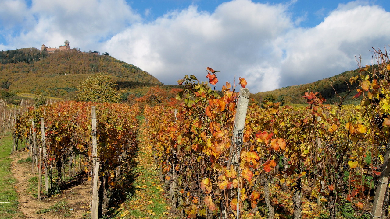 Haut-Koenigsbourg