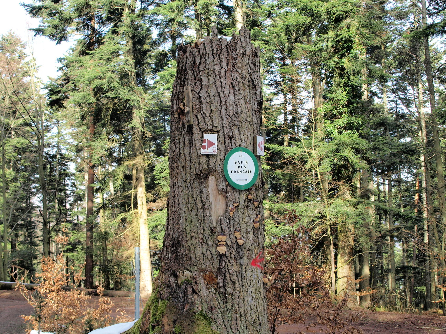 Le Sapin des Français