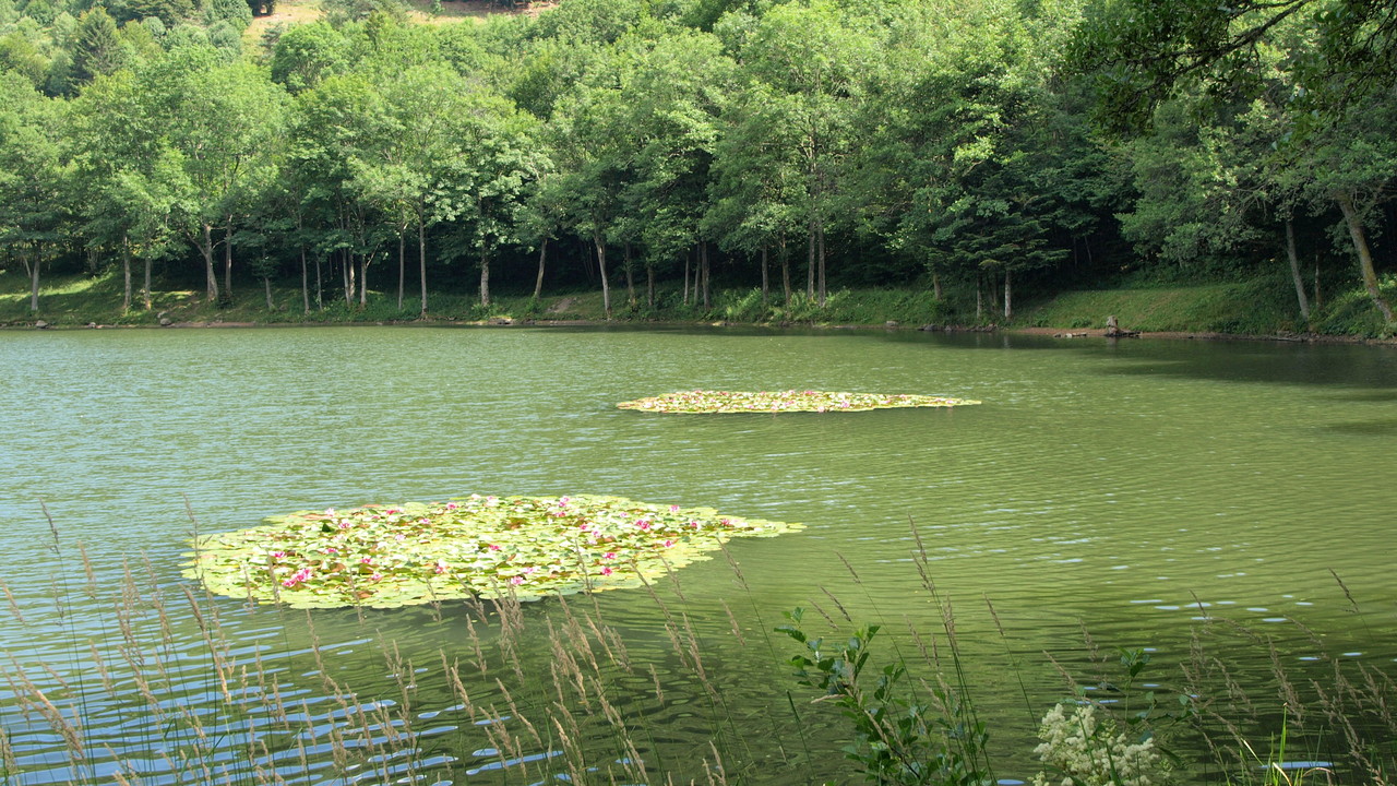 Nénuphars du Lachtelweiher