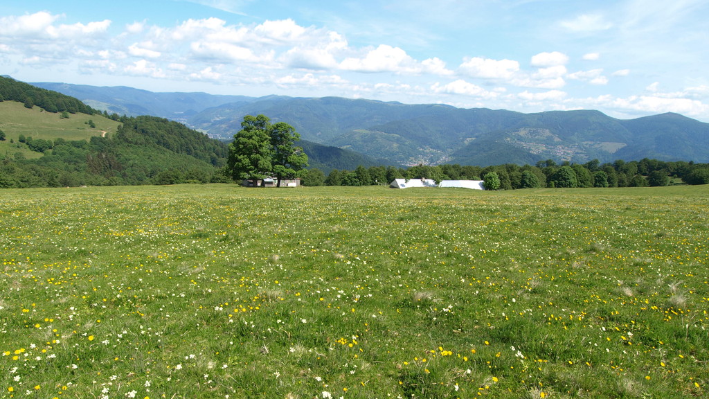 Vallée de la Thur