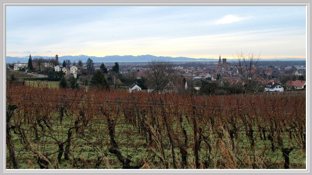 Rouffach : Château d'Isenbourg et ND de l'Assomption au loin la Forêt Noire