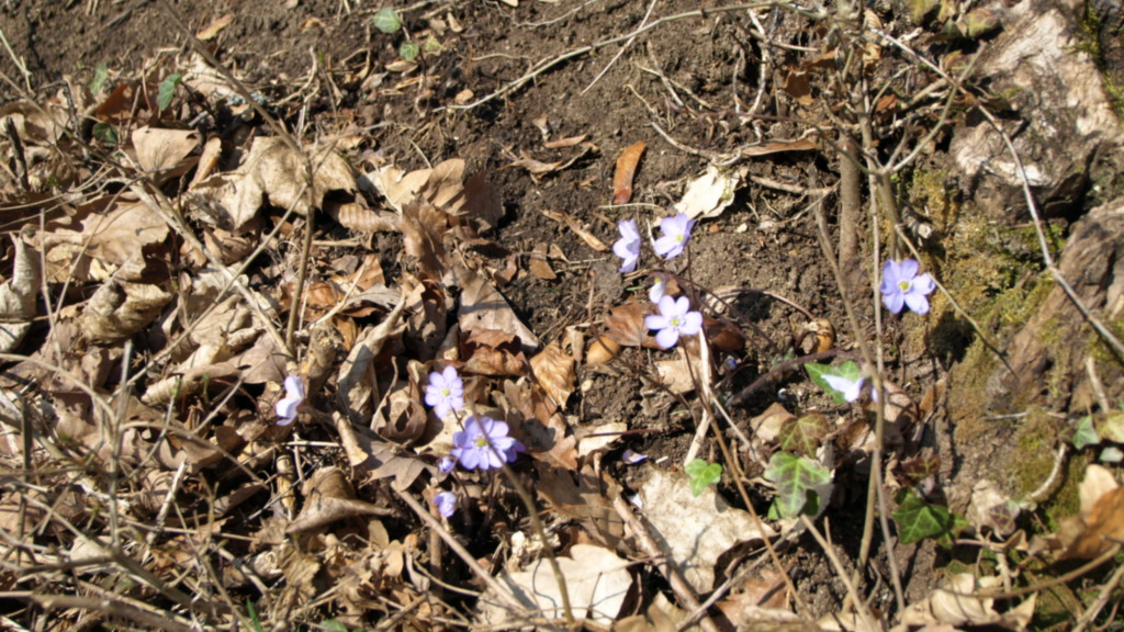 Hépatica nobilis