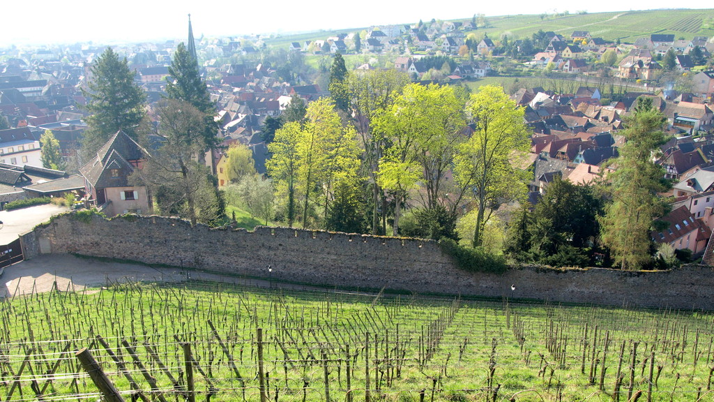 Ribeauvillé : restes du mur d'enceinte du château du bas