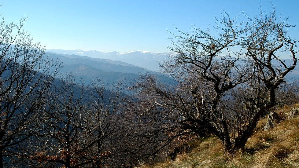 Au sommet du Stauffen : source Panoramio Tuefeli