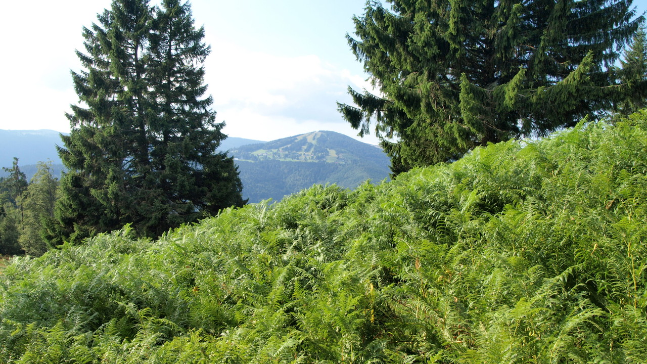 Vue sur le Schnepfenried