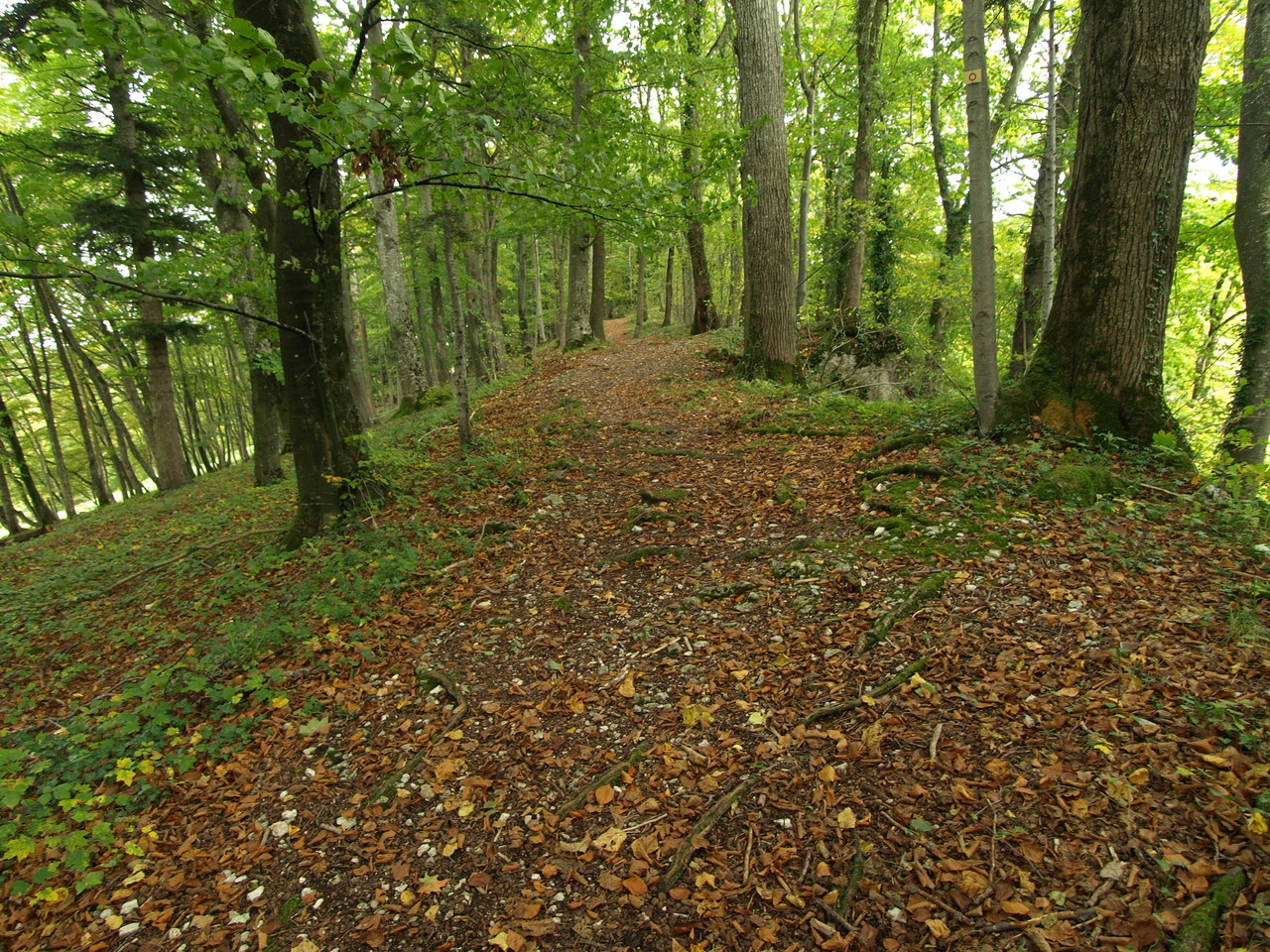 Allée des Seigneurs