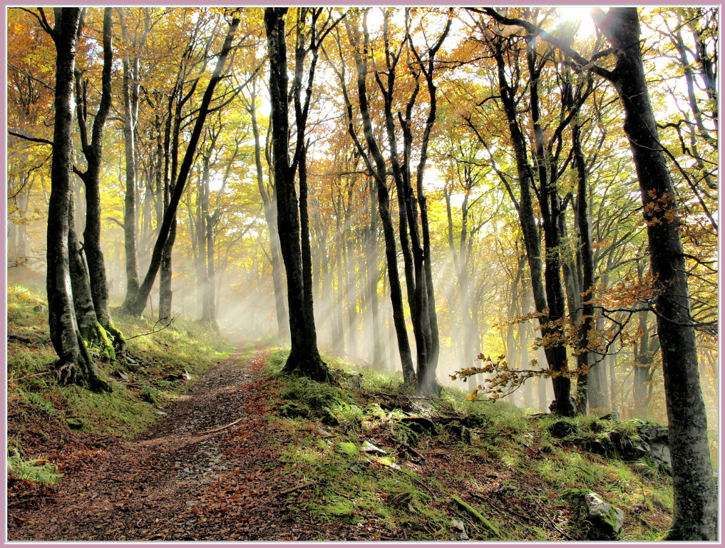 la forêt en automne