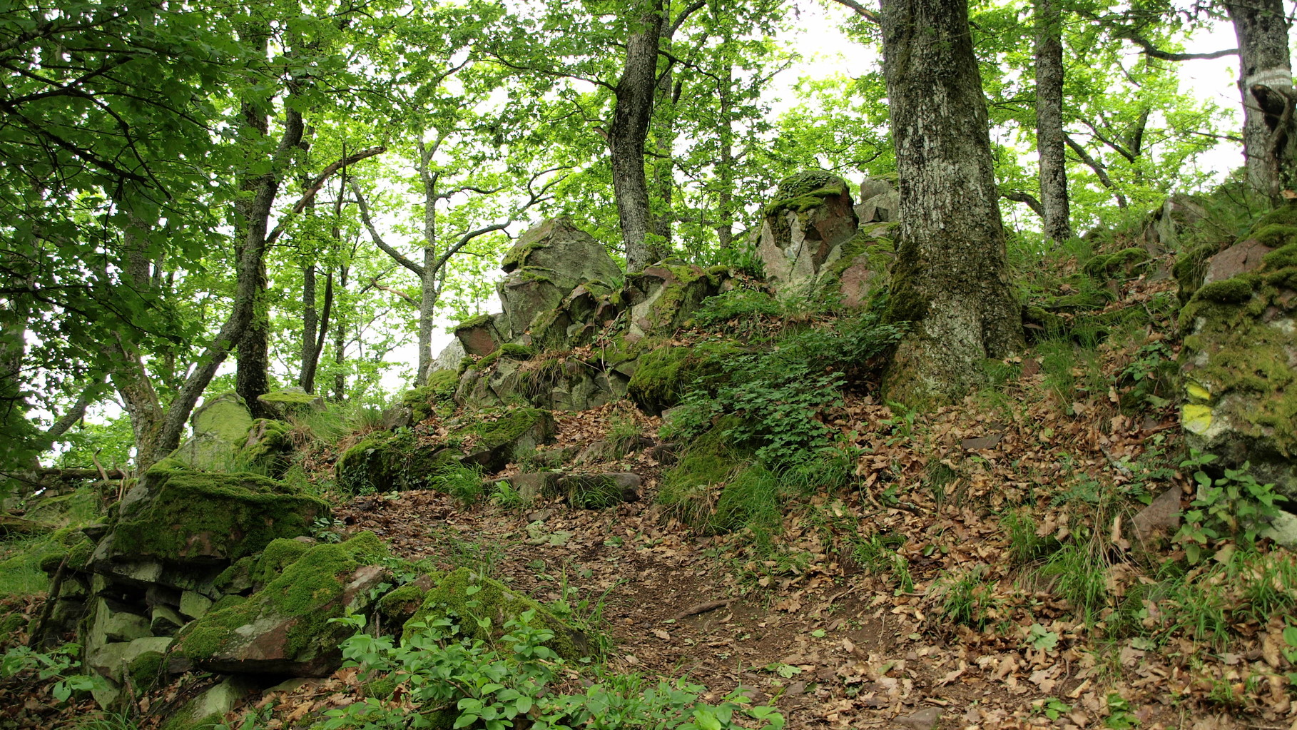 Rehbrunnenkopf