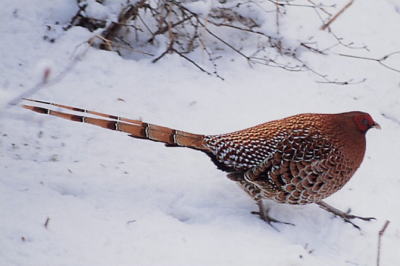ヤマドリ キジ科 河内地区のホームページ 宇都宮市