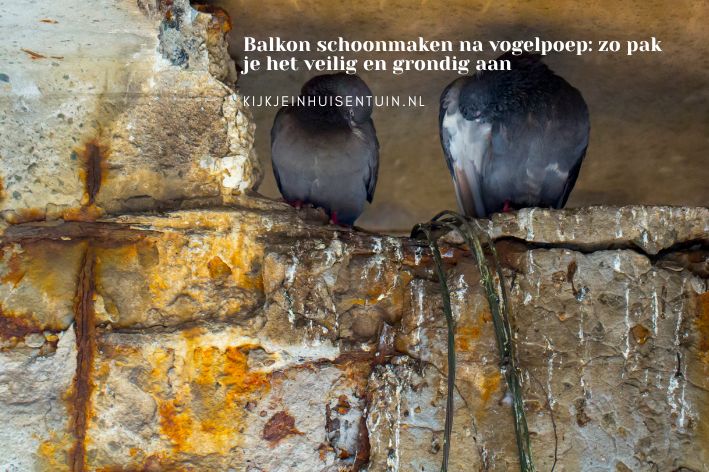 Balkon schoonmaken na vogelpoep: zo pak je het veilig en grondig aan