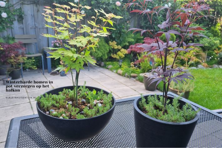 Winterharde bomen in pot verzorgen op het balkon