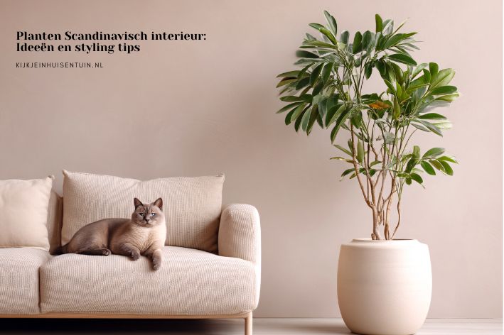 Planten Scandinavisch interieur: ideeën en styling tips