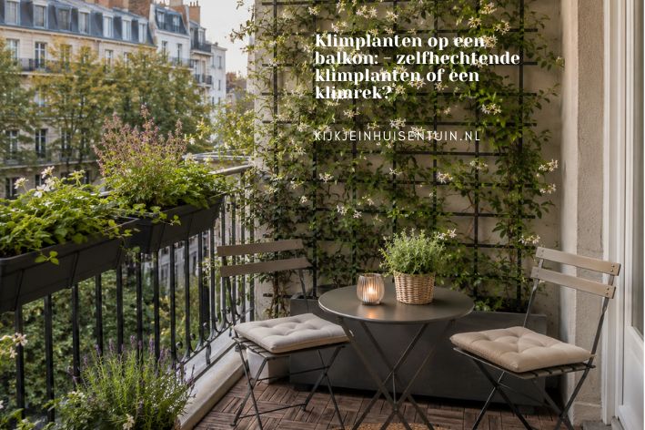 Klimplanten op een balkon: ga je voor zelfhechtende klimplanten of een klimrek?