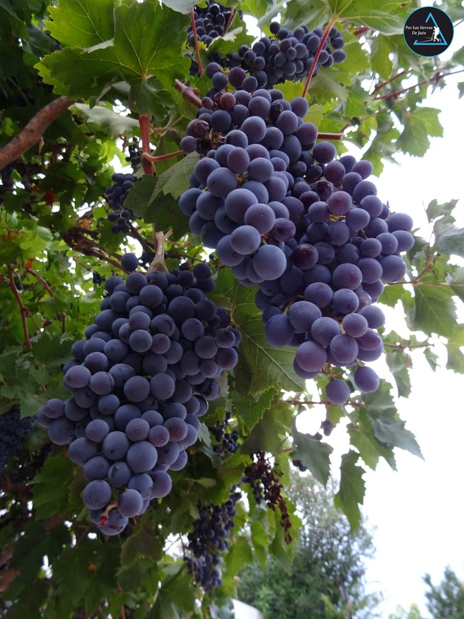 Muchas parras i uvas por la zona