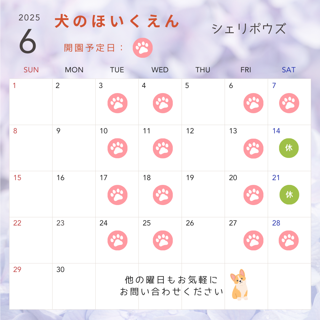 6月の犬のほいくえん