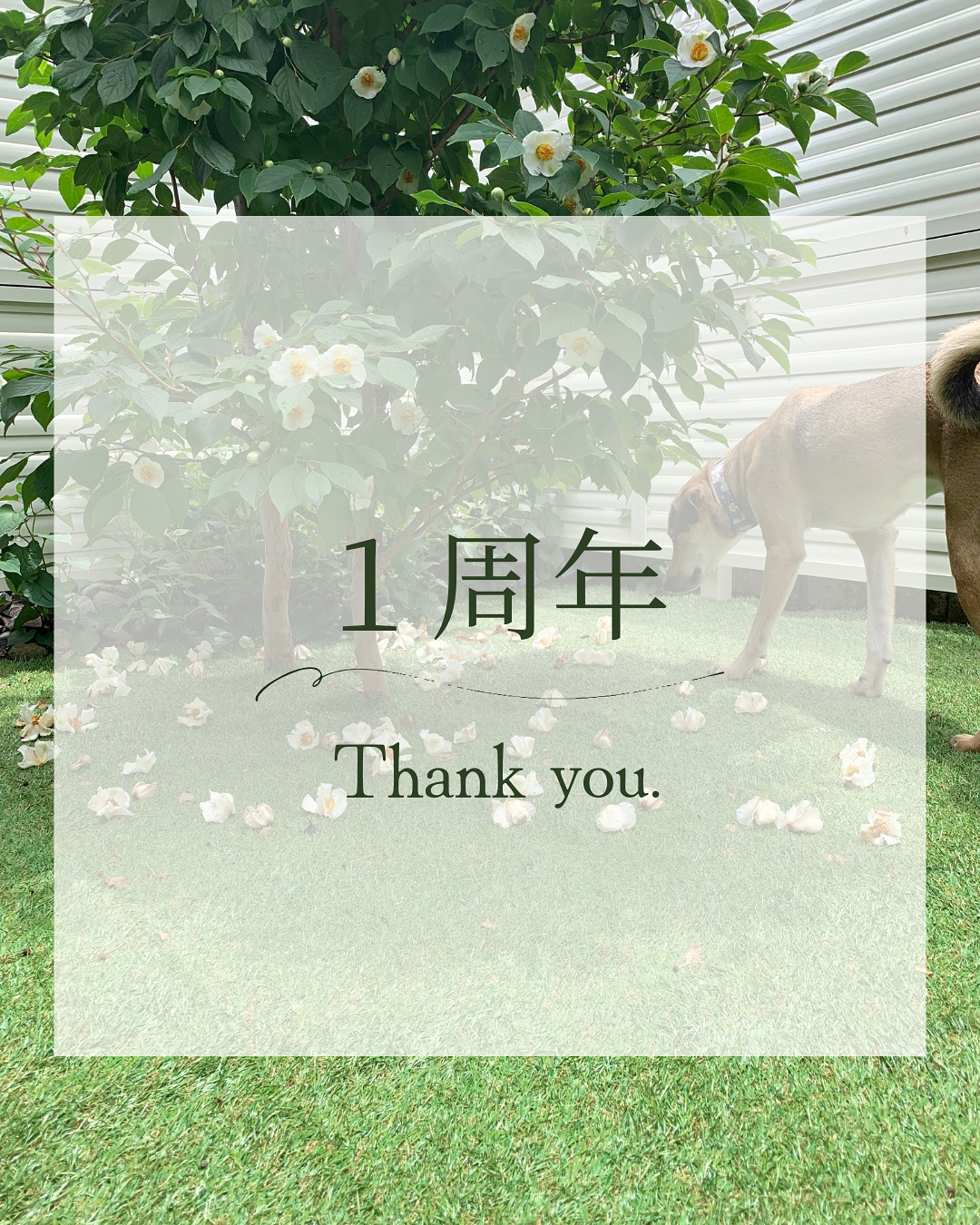1周年
