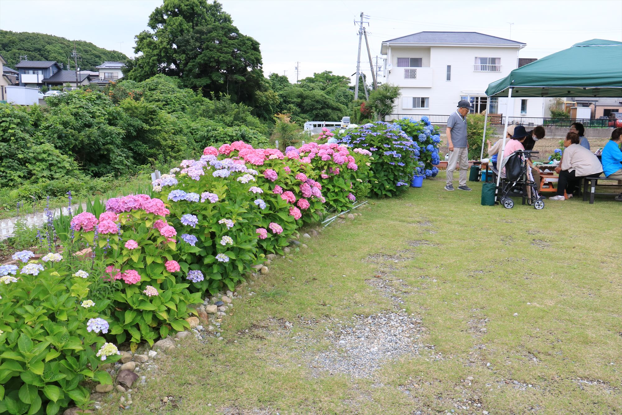 紫陽花お花見会を開きました