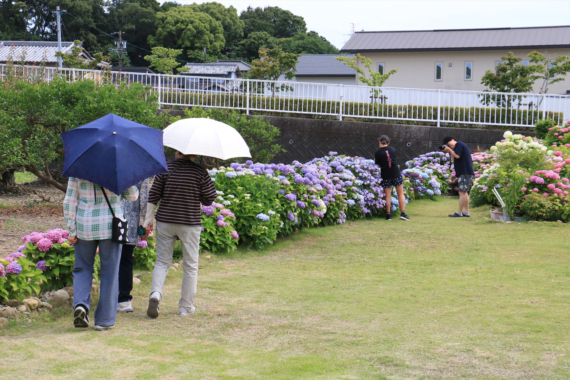 紫陽花お花見会を開催しました