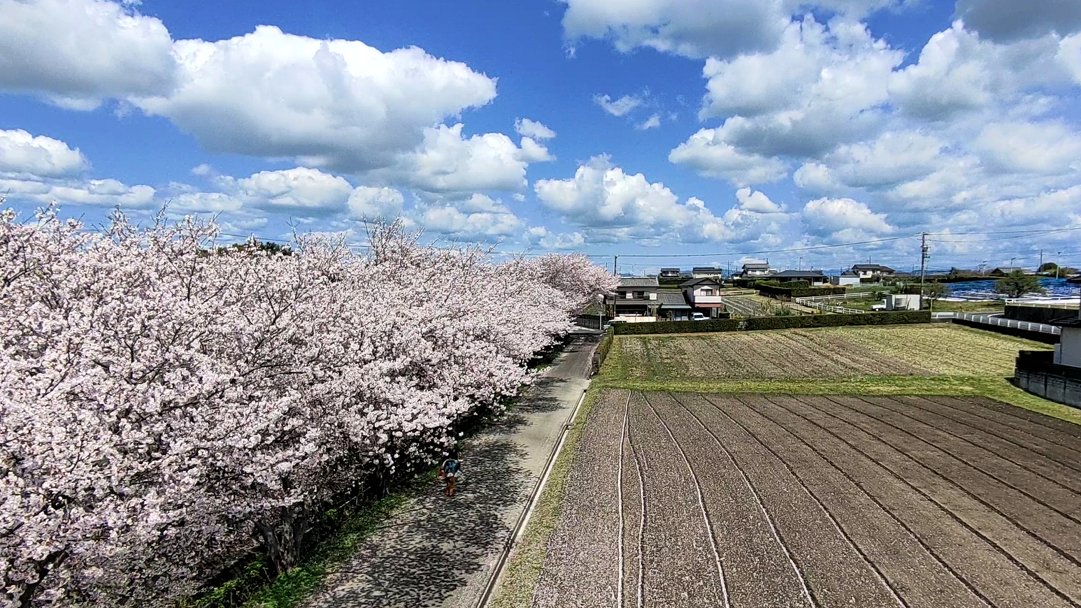 東原桜並木 ドローンで撮影