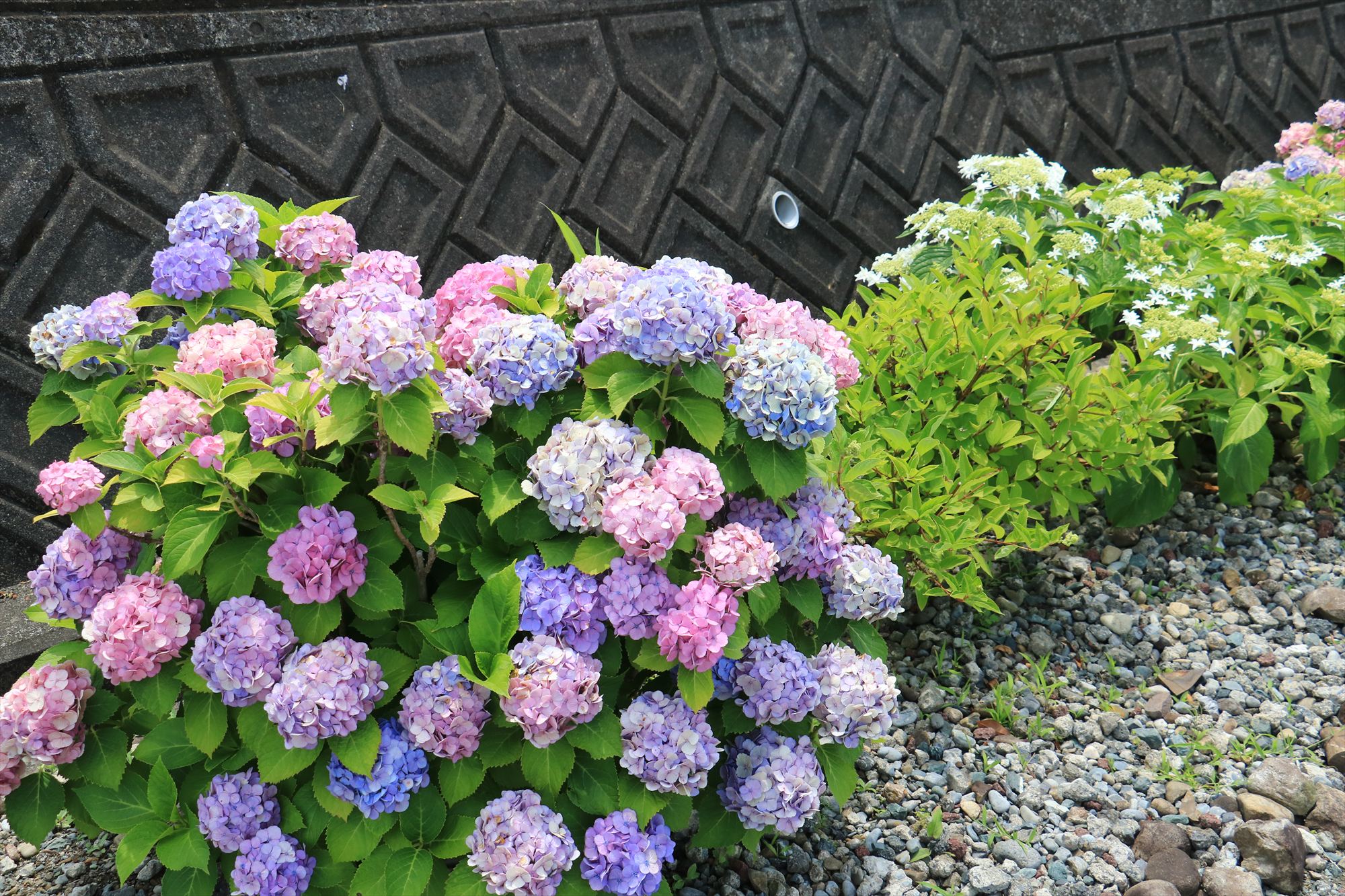 令和8年紫陽花の様子