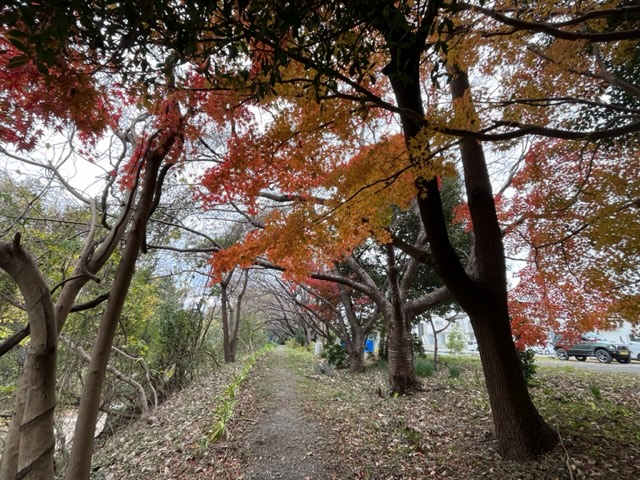 堤防のモミジが見ごろ