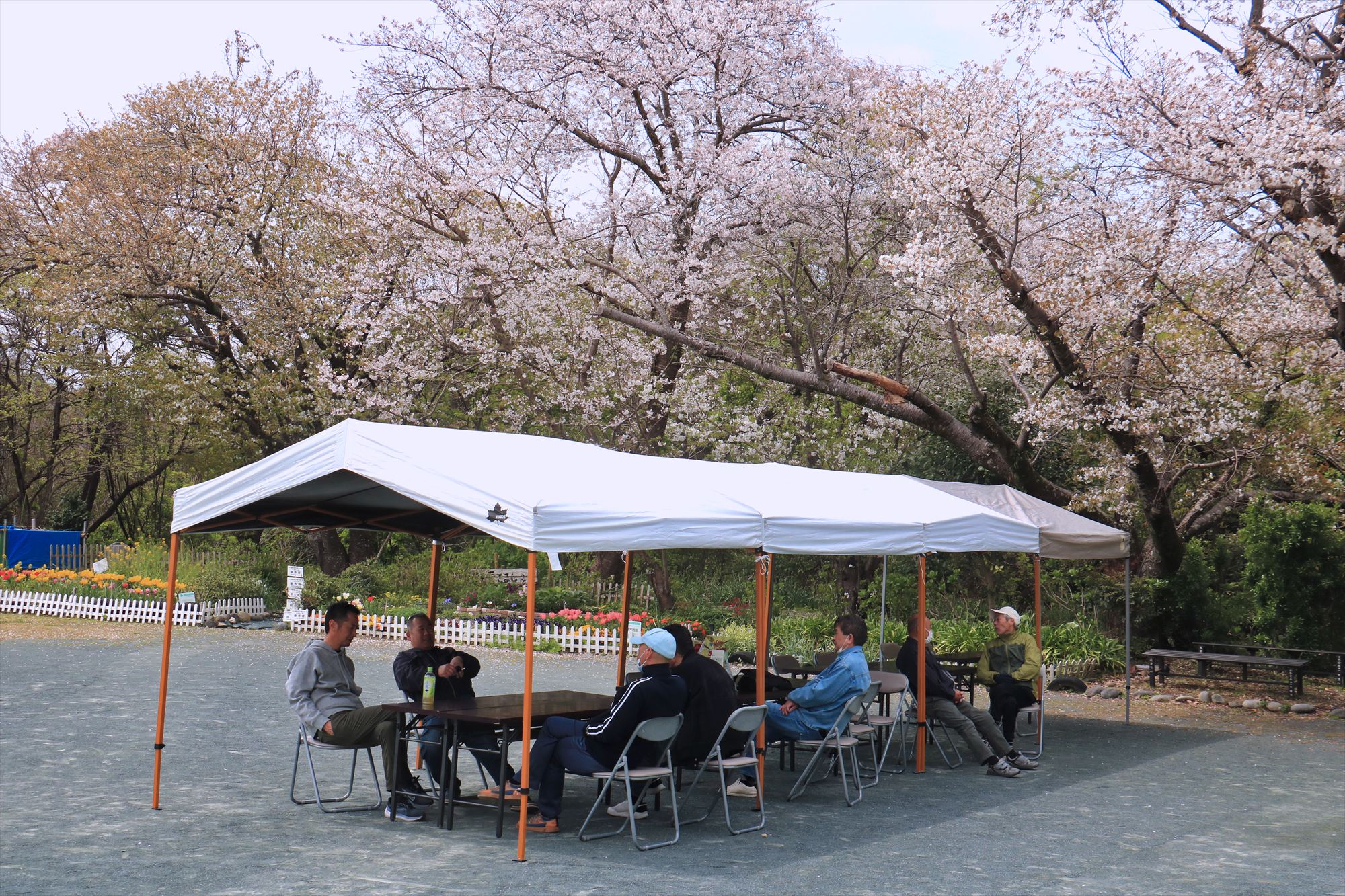 「花見の会」開きました