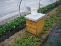 Bienenhaus