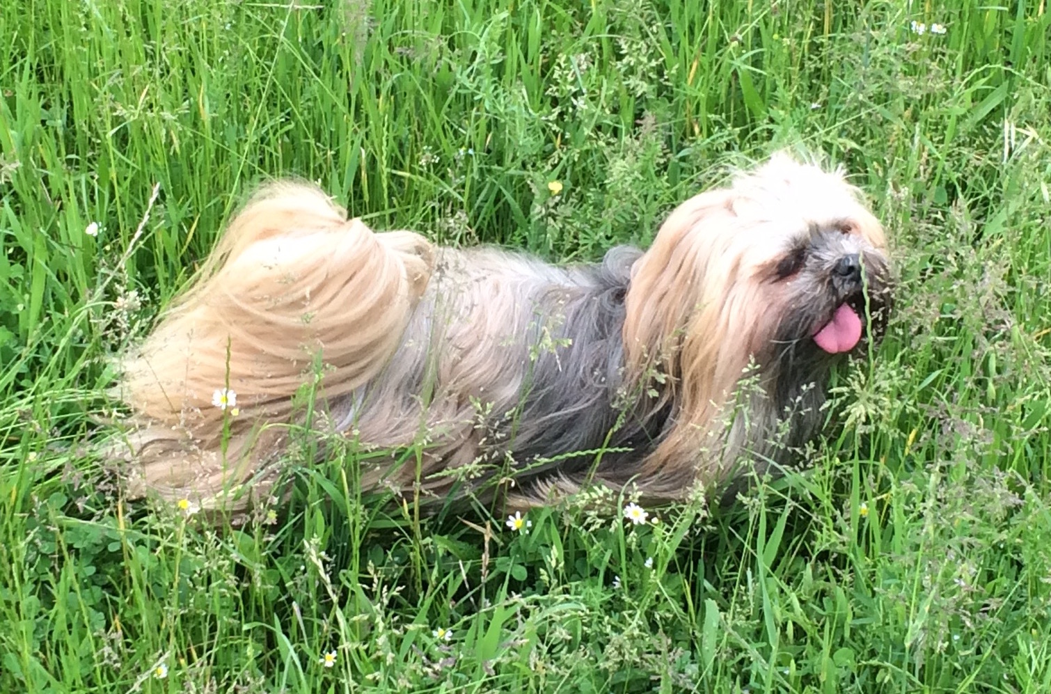 Honden en katten van Caroline - De website van ...