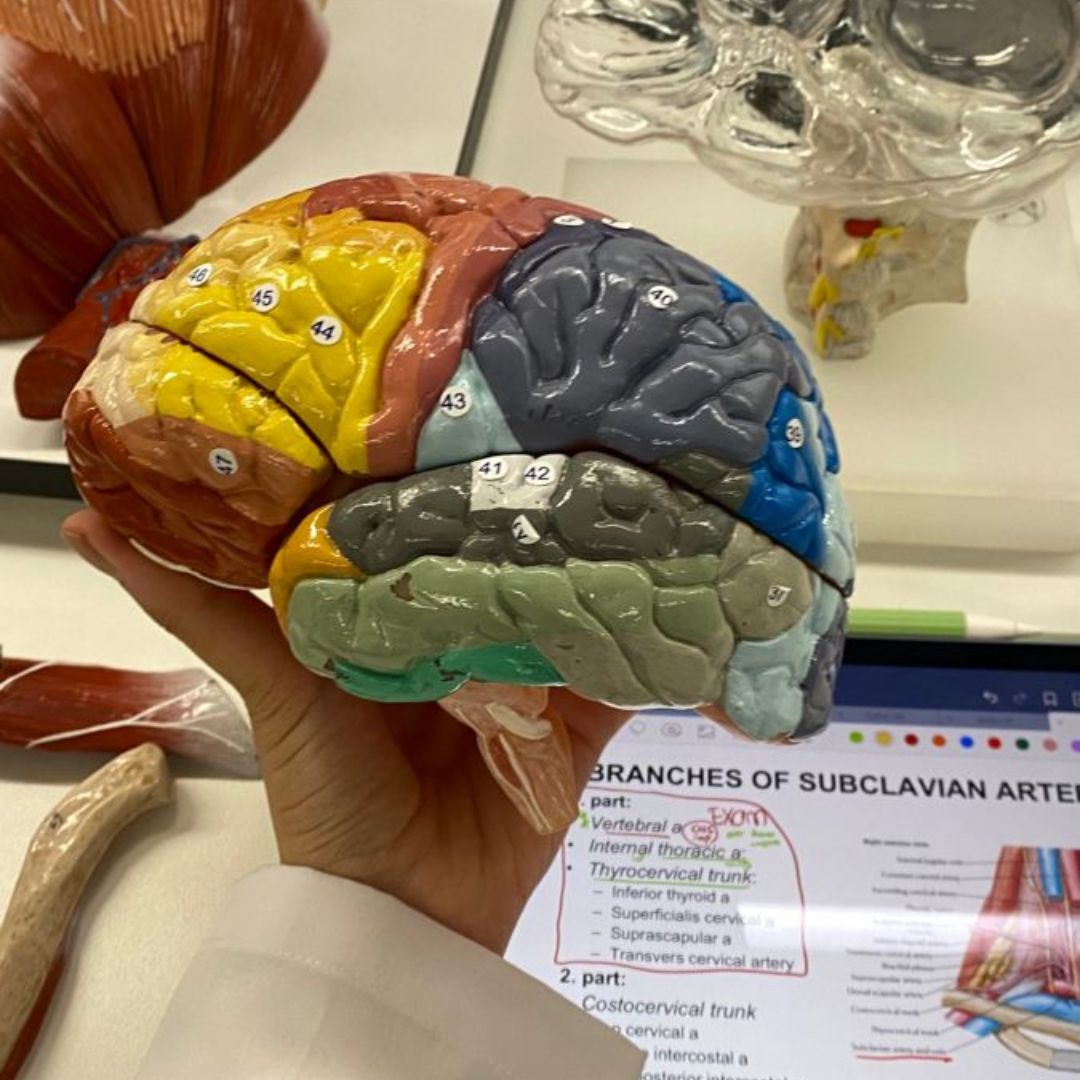 ¿QUÉ ES LA NEUROCIENCIA Y POR QUÉ ES IMPORTANTE?