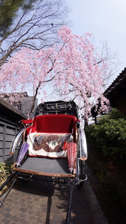 しだれ桜と人力車！栗の小径にて！