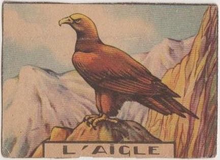L'aigle