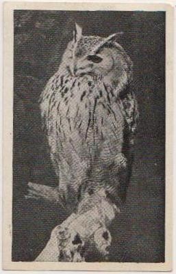 Hibou des Kirghiz - N° 209